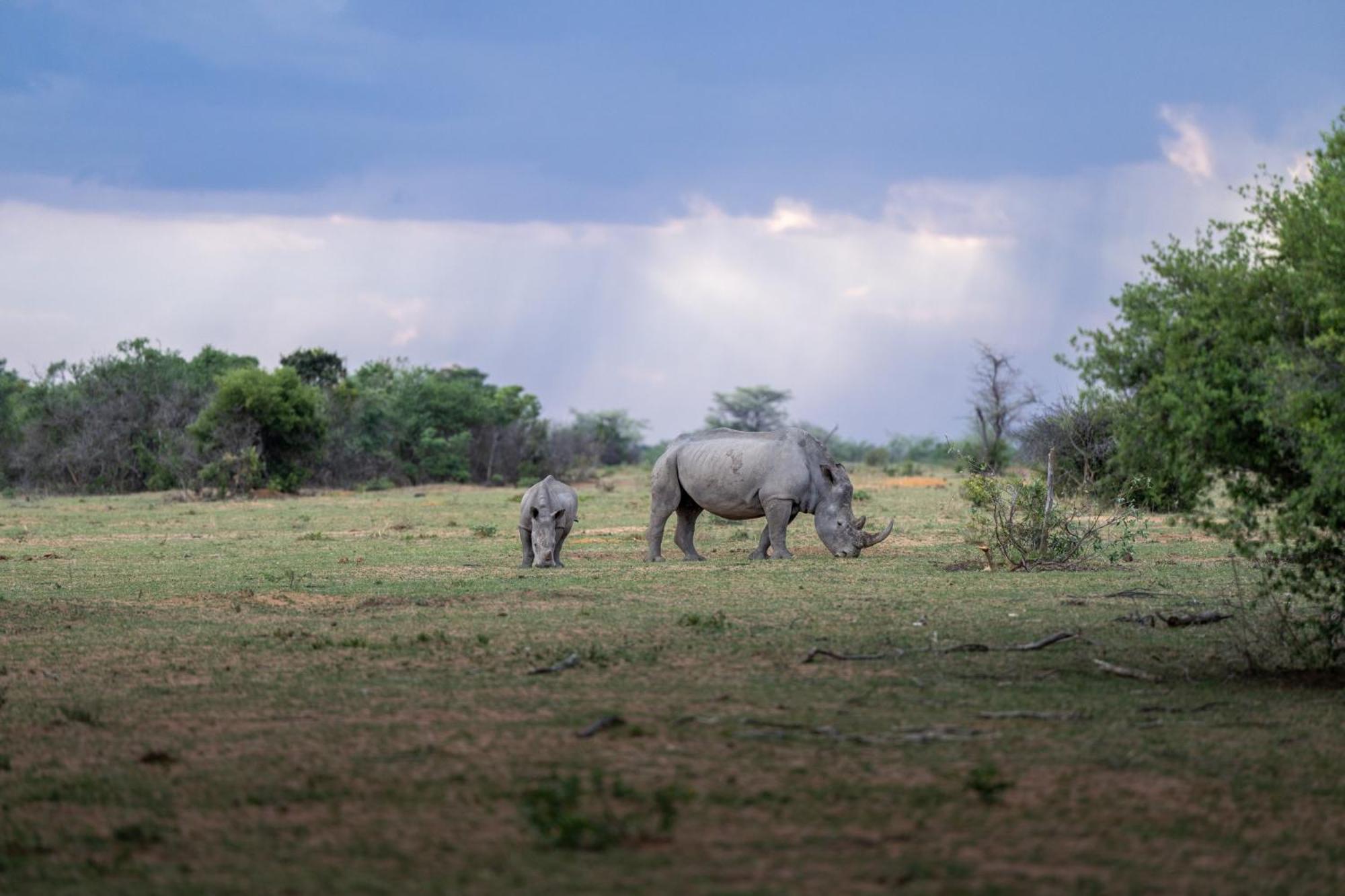 Sediba Luxury Safari Lodge Welgevonden Wildreservaat Buitenkant foto
