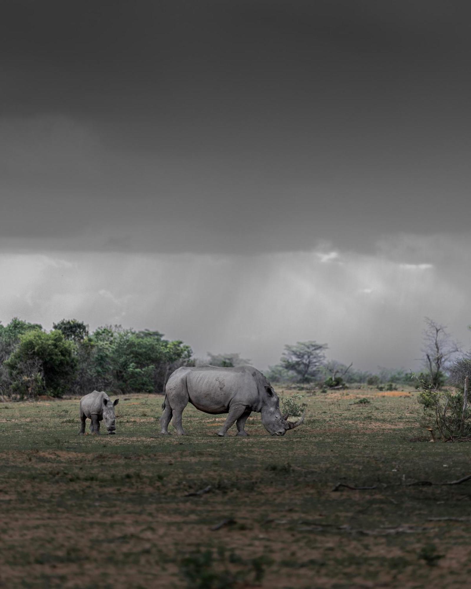Sediba Luxury Safari Lodge Welgevonden Wildreservaat Buitenkant foto