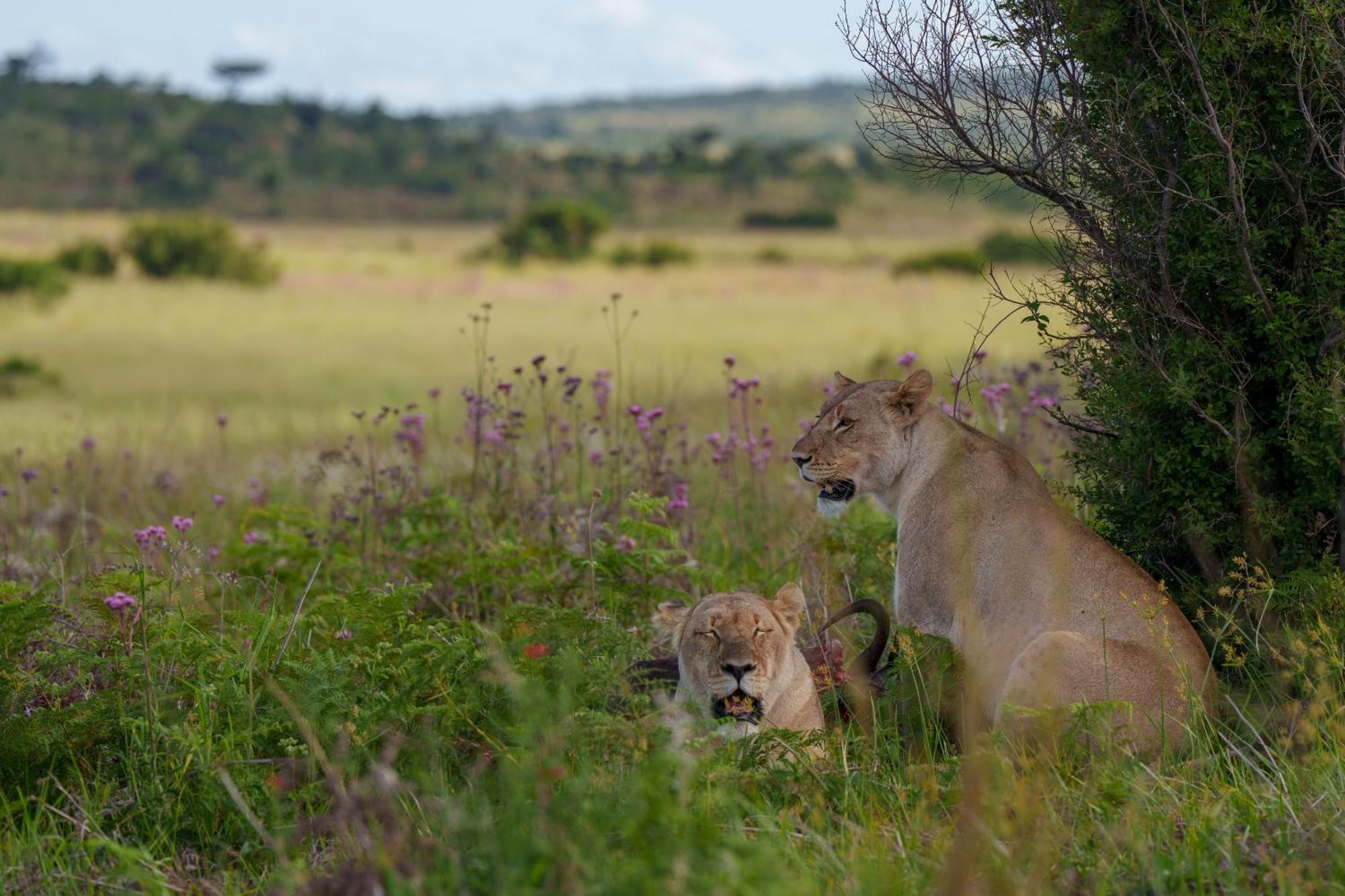 Sediba Luxury Safari Lodge Welgevonden Wildreservaat Buitenkant foto