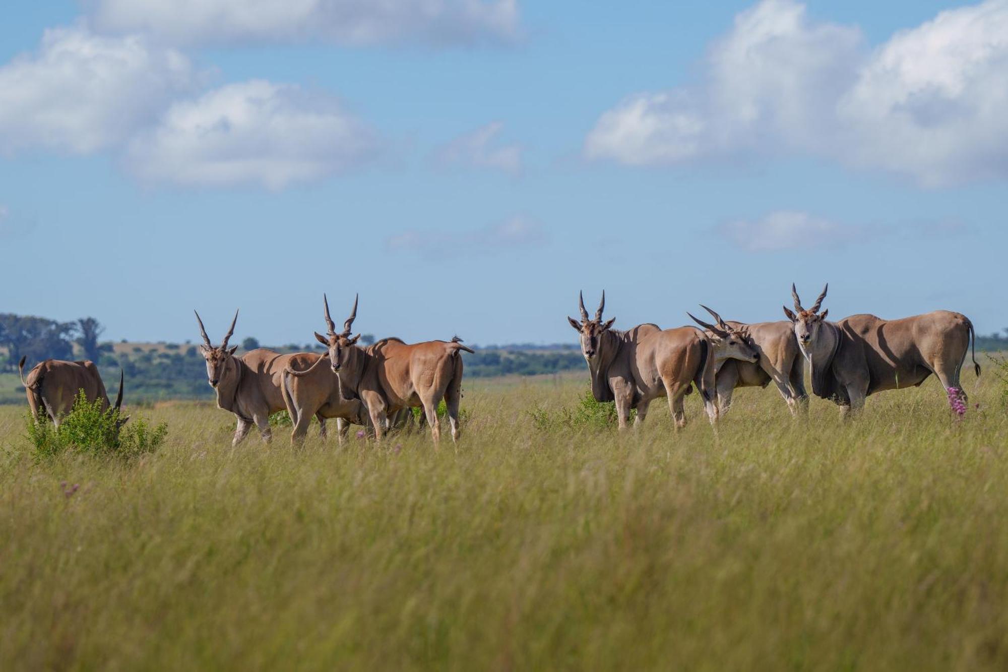 Sediba Luxury Safari Lodge Welgevonden Wildreservaat Buitenkant foto