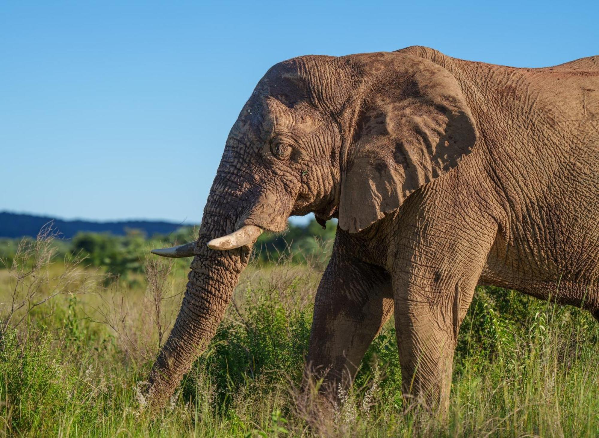 Sediba Luxury Safari Lodge Welgevonden Wildreservaat Buitenkant foto