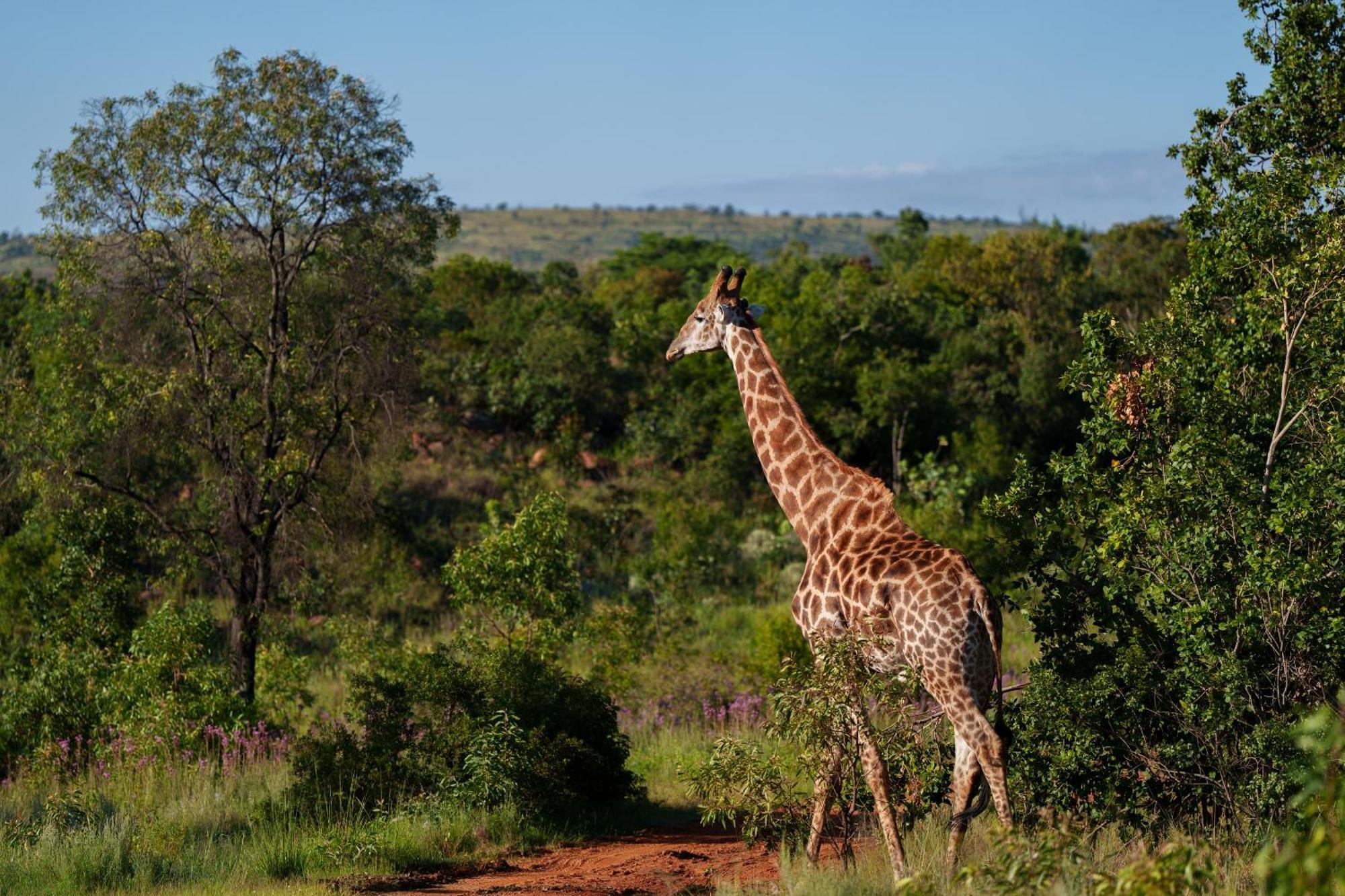 Sediba Luxury Safari Lodge Welgevonden Wildreservaat Buitenkant foto